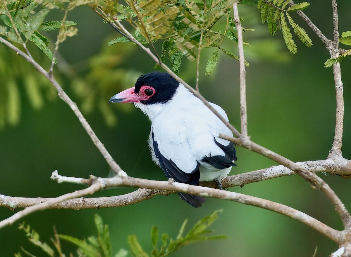 Black-tailed Tityra - ML643761454