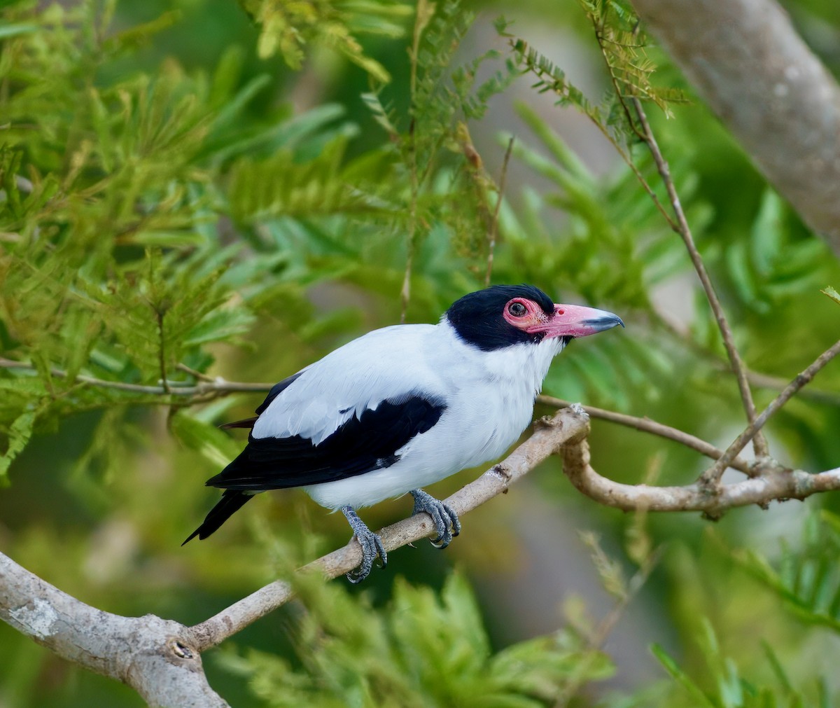 Black-tailed Tityra - ML643761455