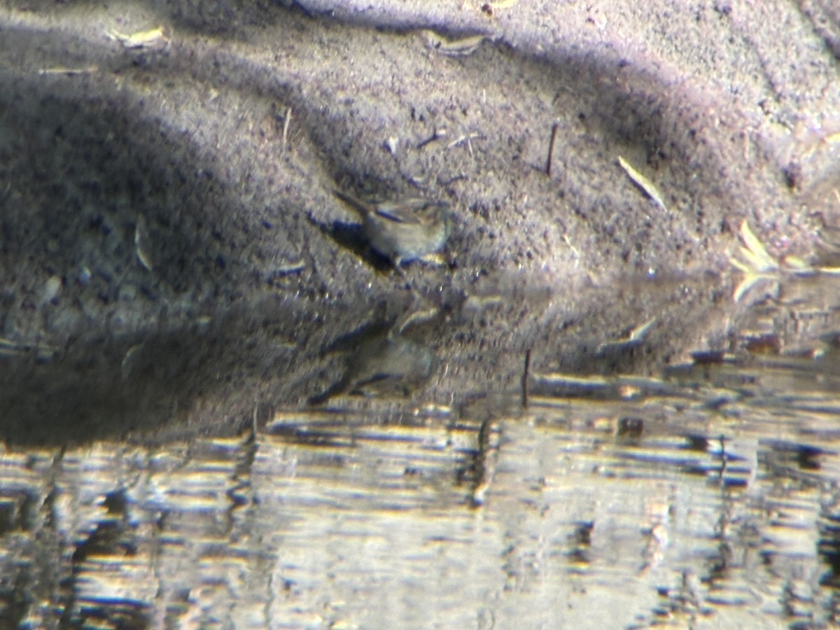 Swamp Sparrow - ML643761457