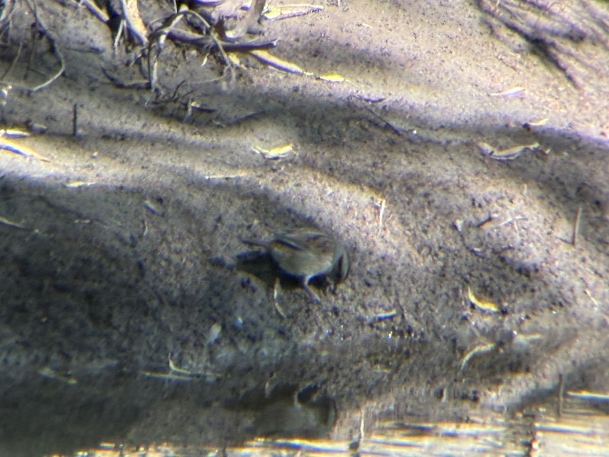 Swamp Sparrow - ML643761458