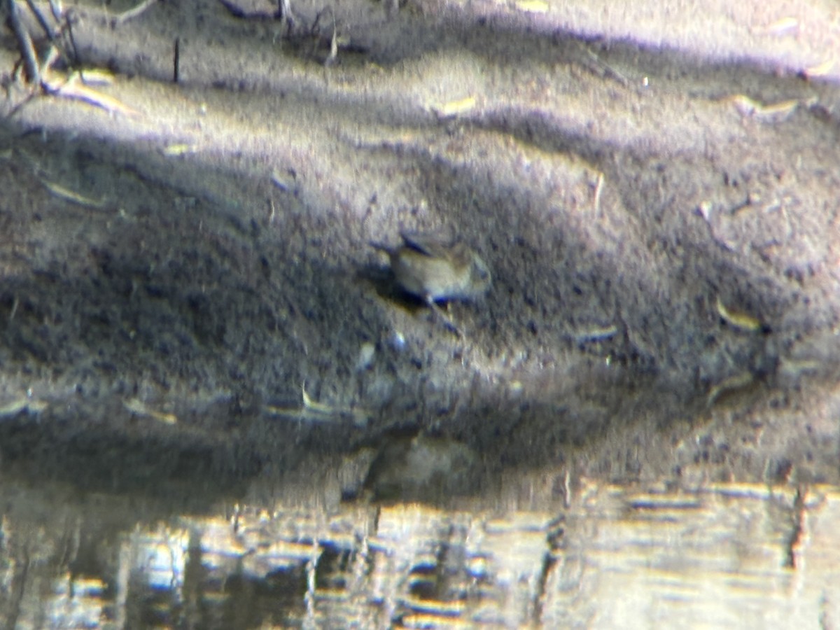 Swamp Sparrow - ML643761459