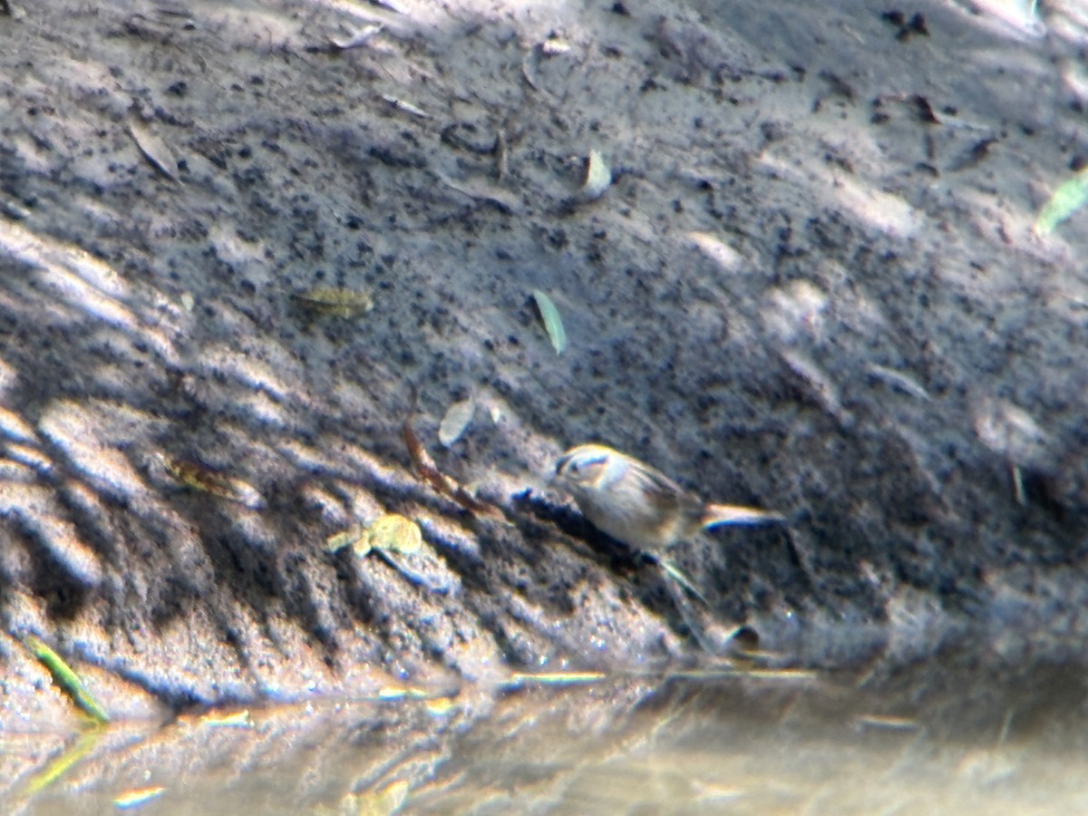 Swamp Sparrow - ML643761460