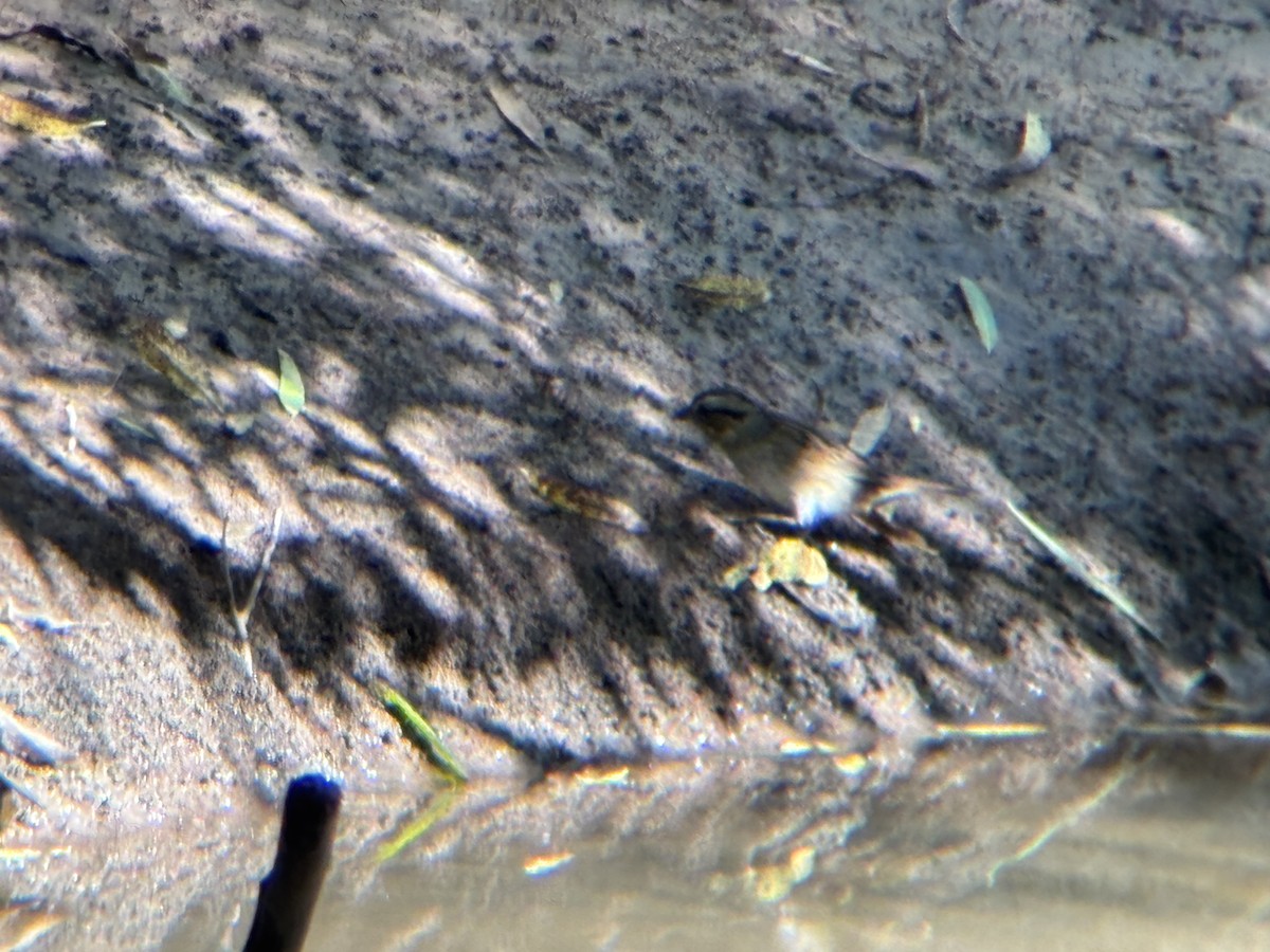 Swamp Sparrow - ML643761461