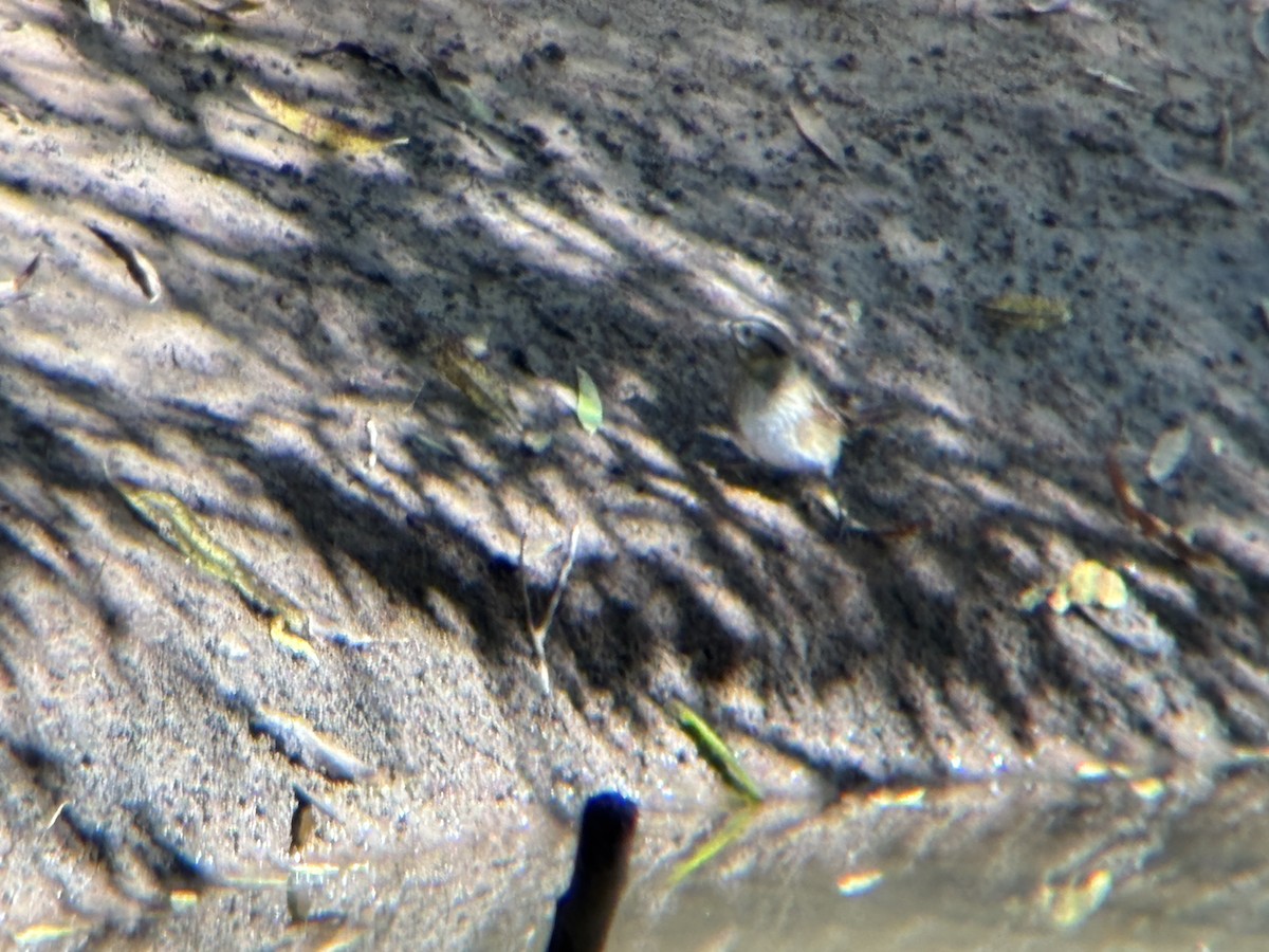 Swamp Sparrow - ML643761462