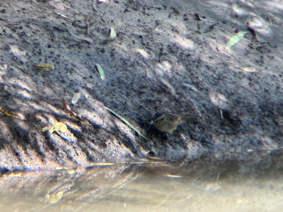 Swamp Sparrow - ML643761463