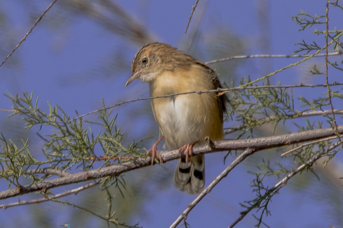 Zitting Cisticola - ML643761464