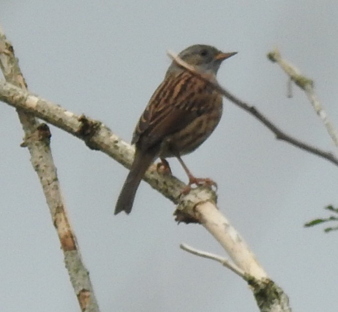 Щеврик sp. - ML643761485