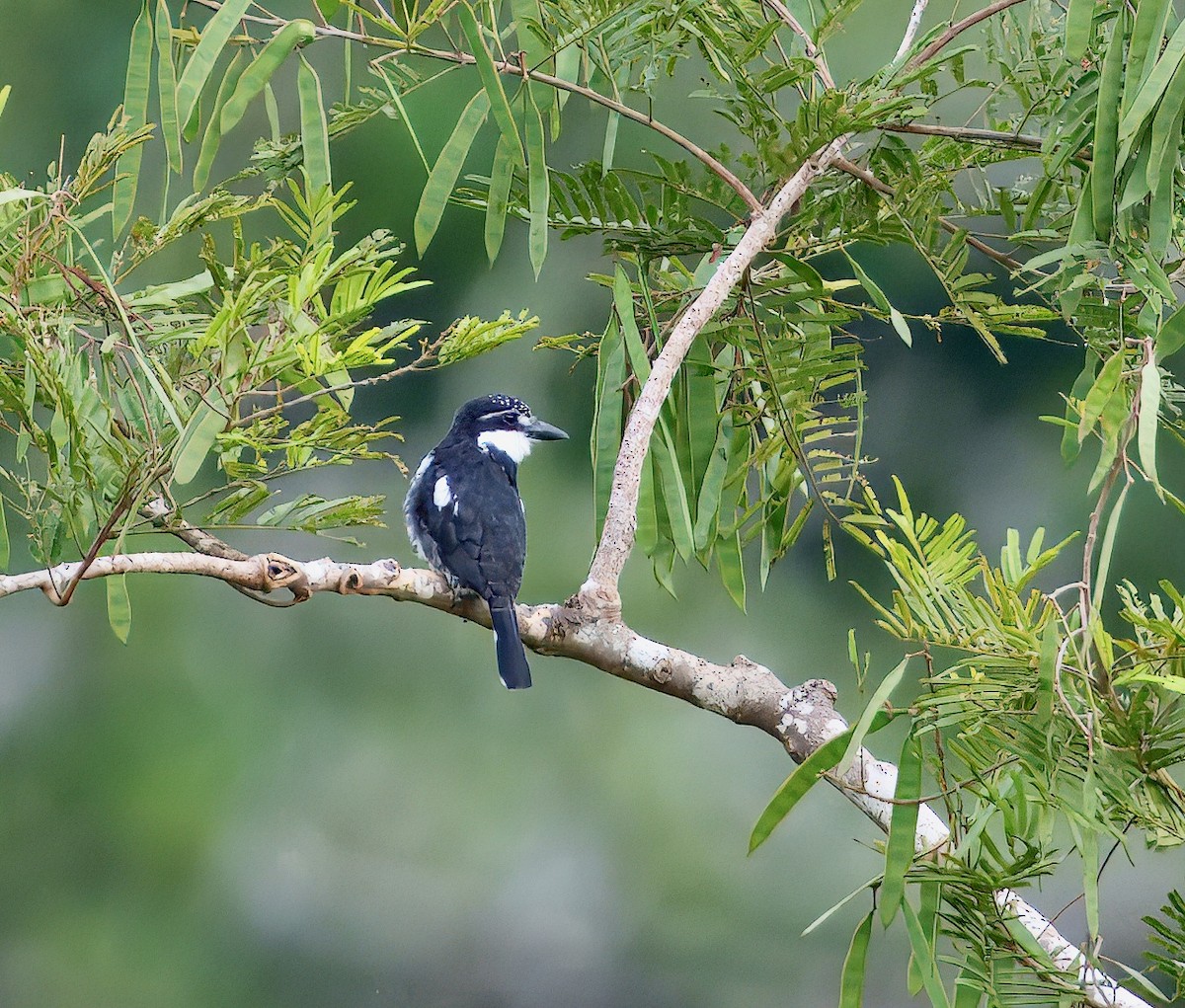 シロクロオオガシラ - ML643761486