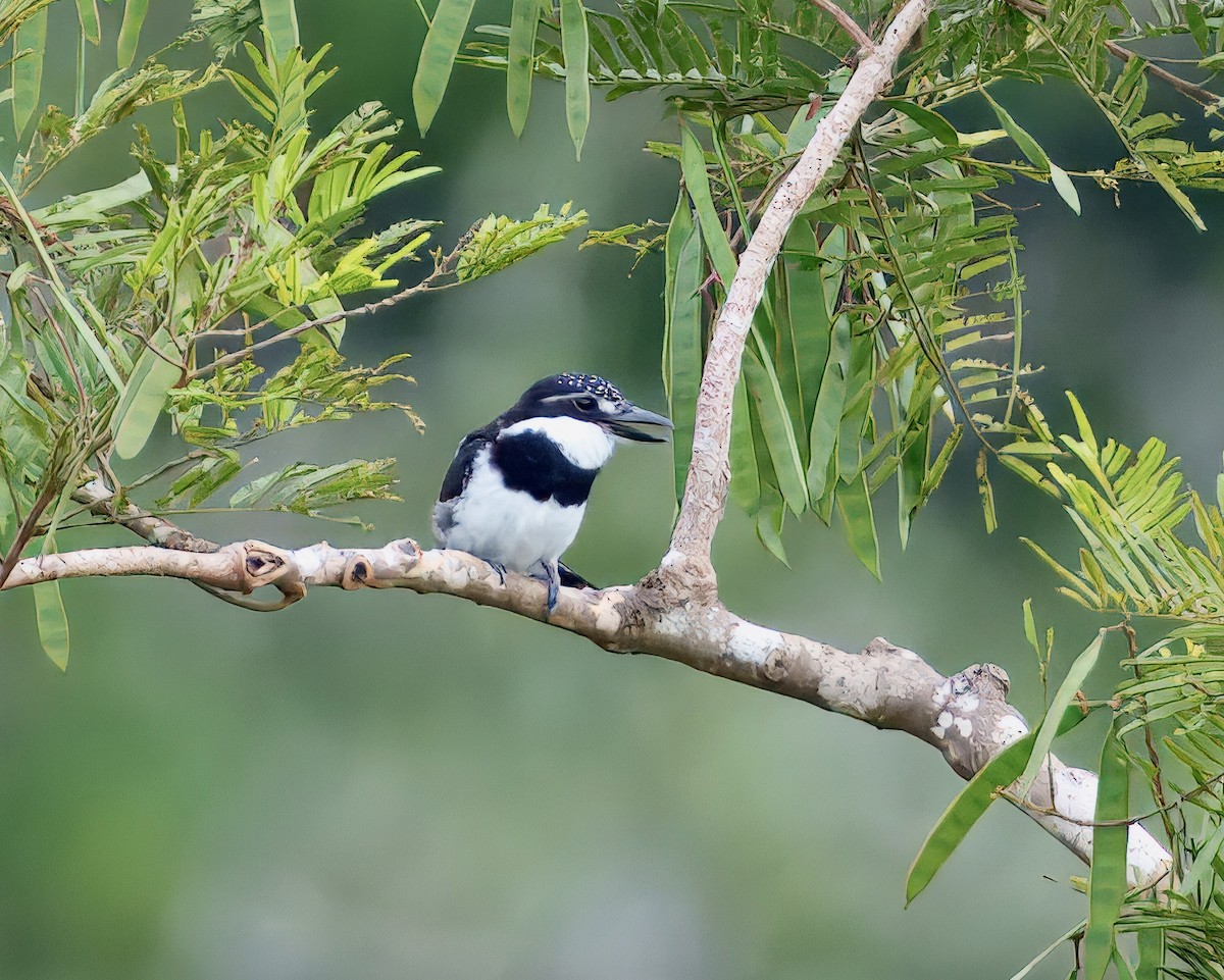 シロクロオオガシラ - ML643761487