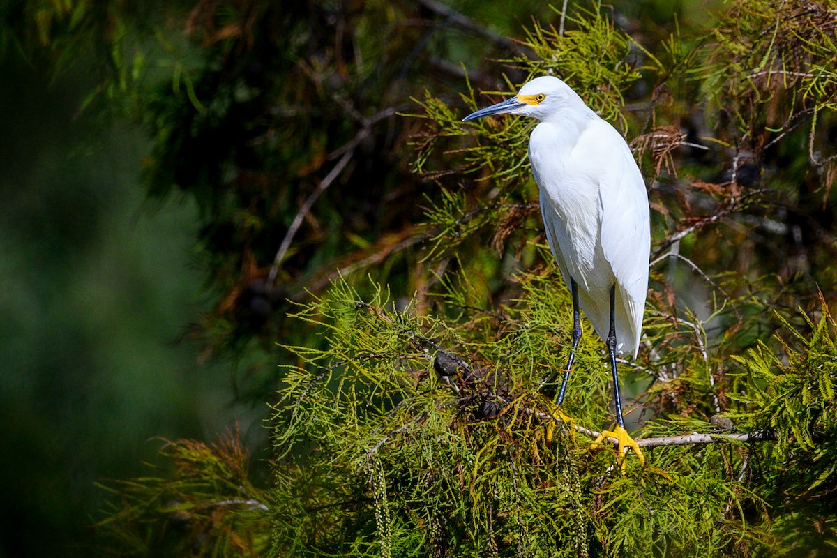 Snowy Egret - ML643761488
