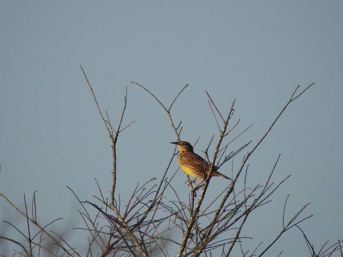 Eastern Meadowlark - ML643761489