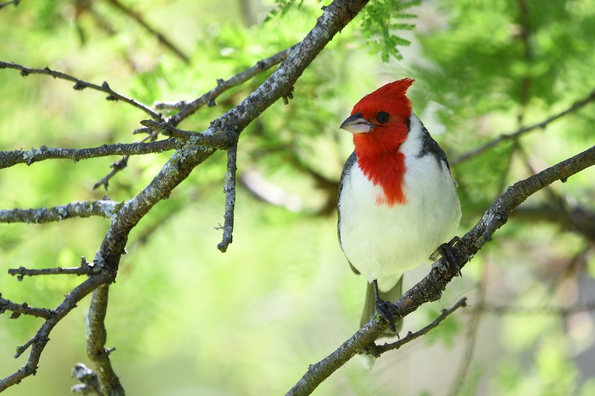 コウカンチョウ - ML643761492