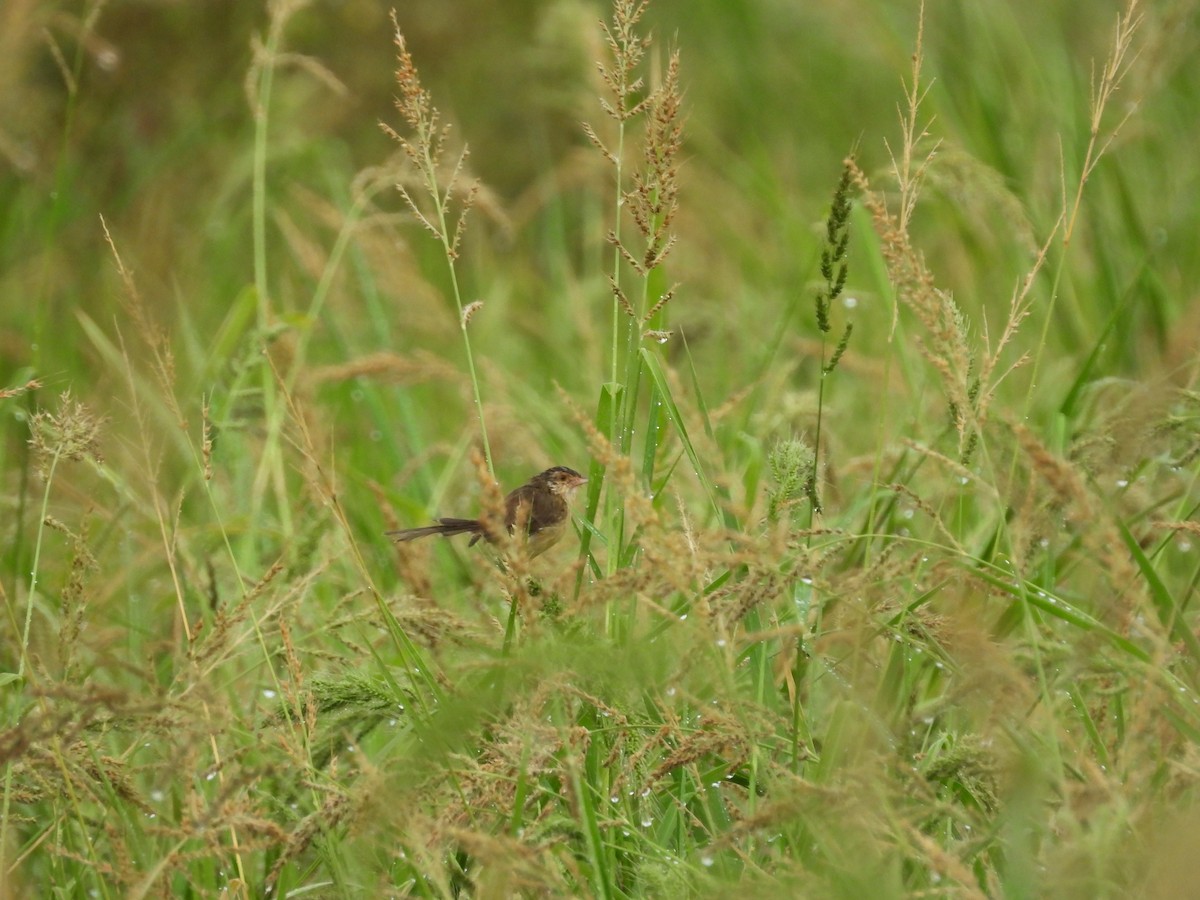 Plain Prinia - ML643761508