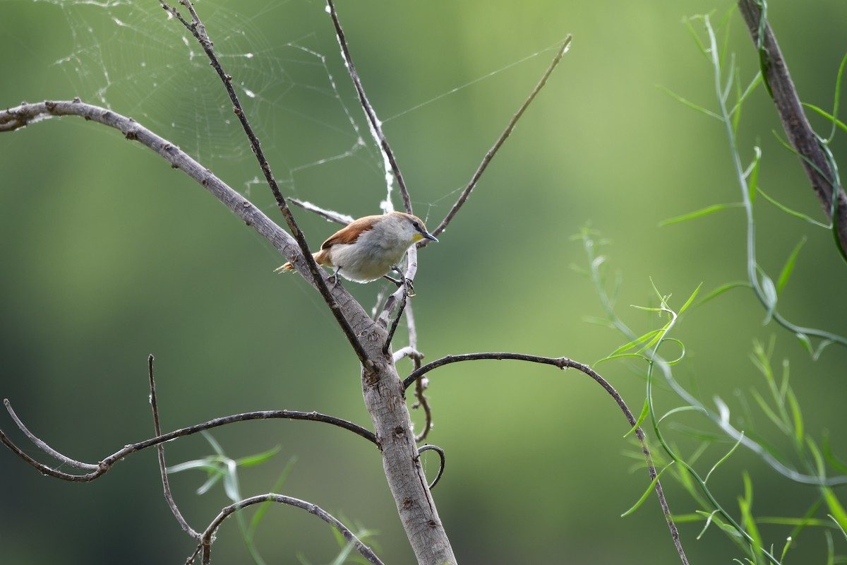 キバシリカマドドリ - ML643761509