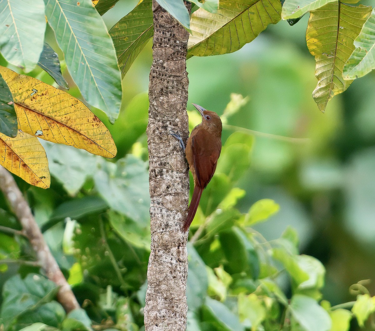 Cinnamon-throated Woodcreeper - ML643761511