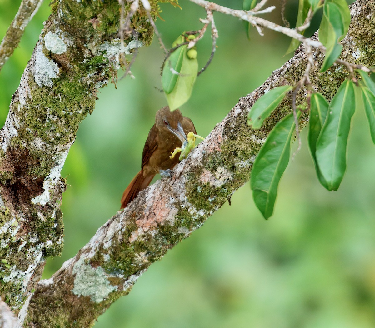 Cinnamon-throated Woodcreeper - ML643761517