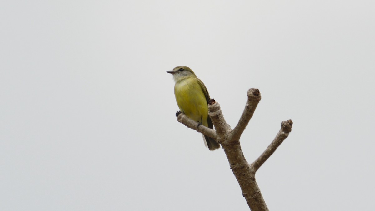 Lemon-bellied Flyrobin - ML643761521