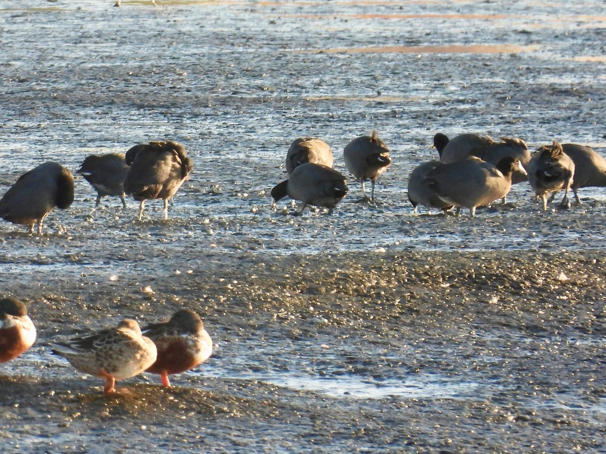 American Coot - ML643761527