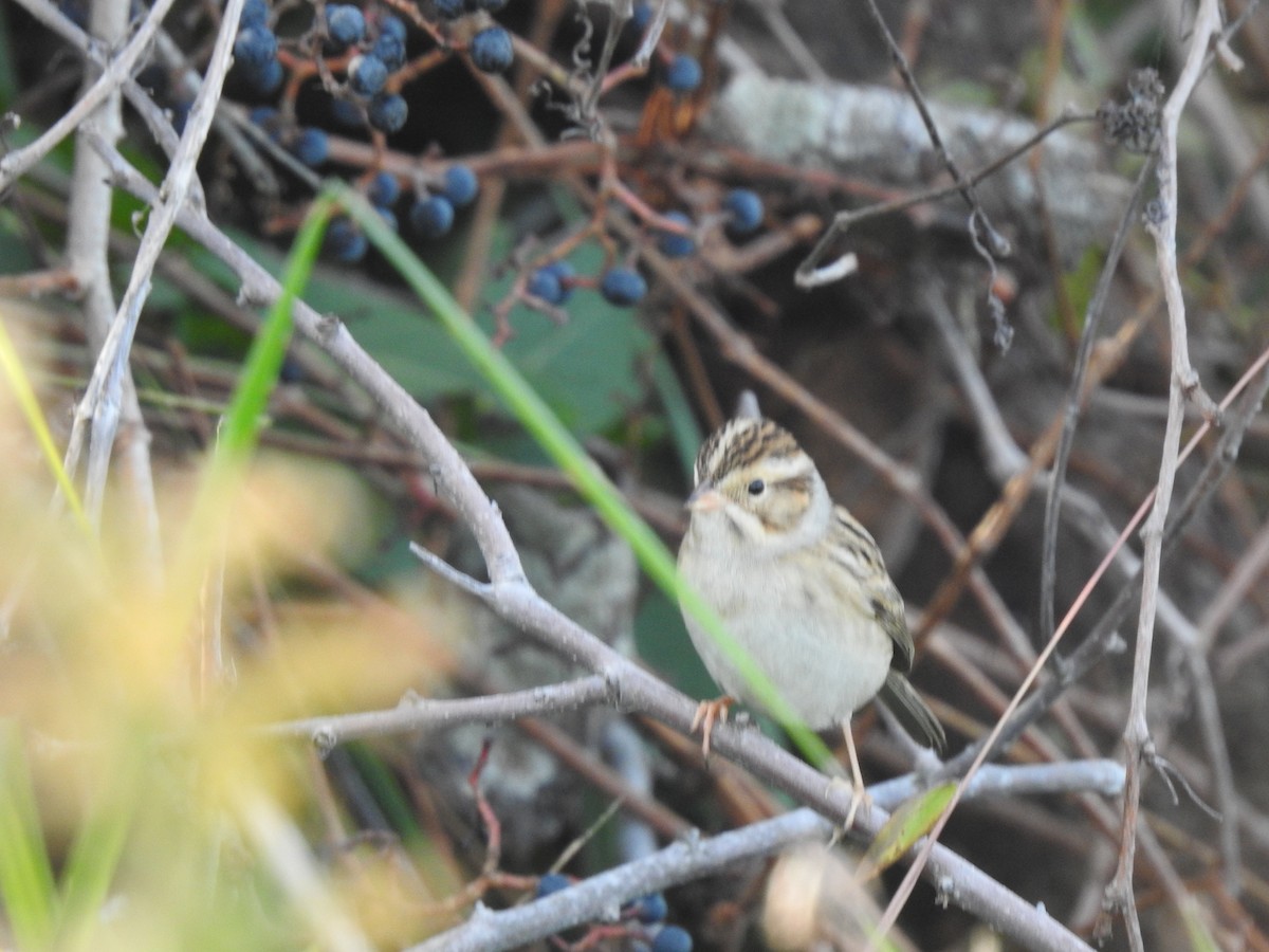 Clay-colored Sparrow - ML643761594