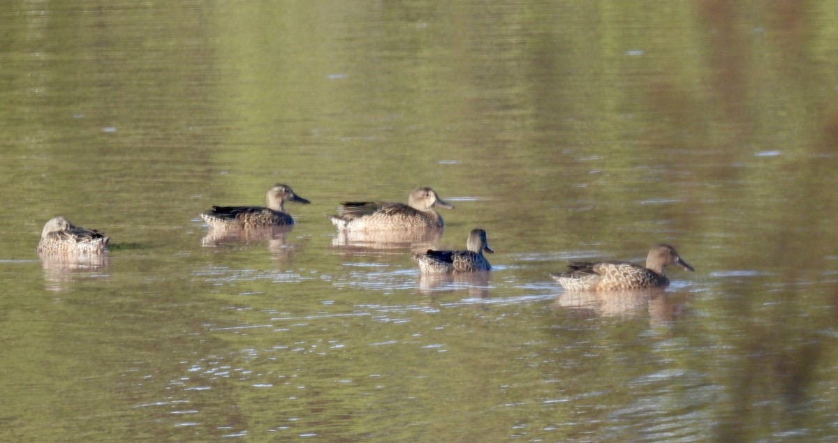 Blue-winged Teal - ML643761612