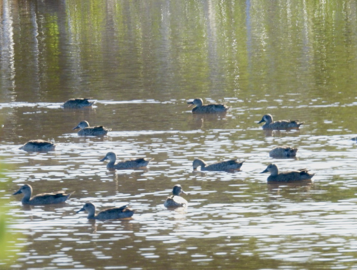 Blue-winged Teal - ML643761613