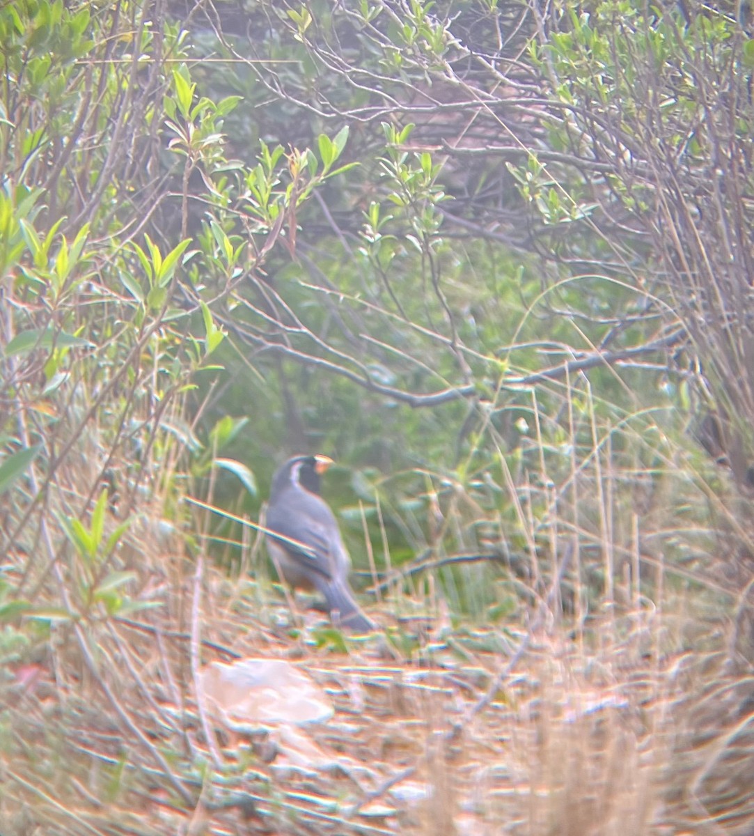 Golden-billed Saltator - ML643761620