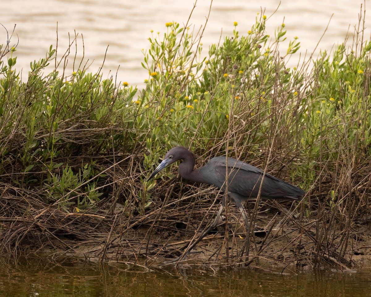 Little Blue Heron - ML643761626