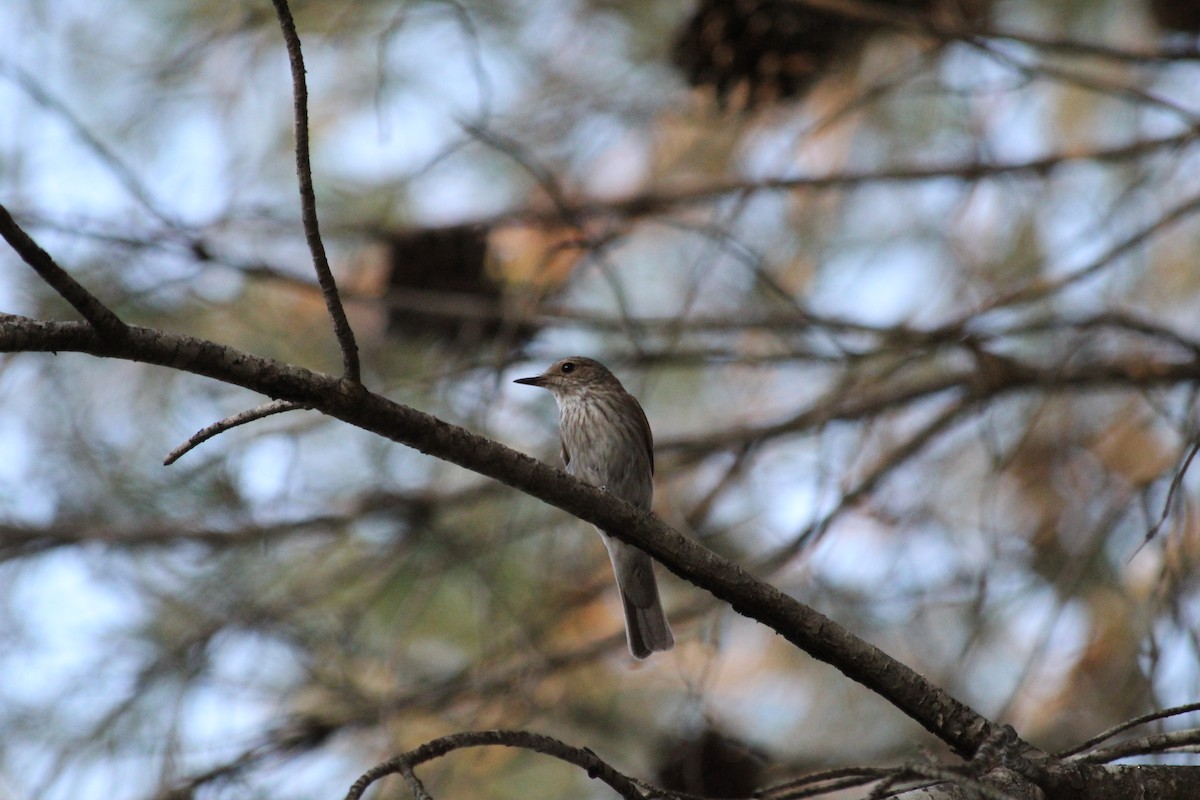 Spotted Flycatcher - ML643761635