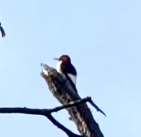 datel červenohlavý - ML643761637