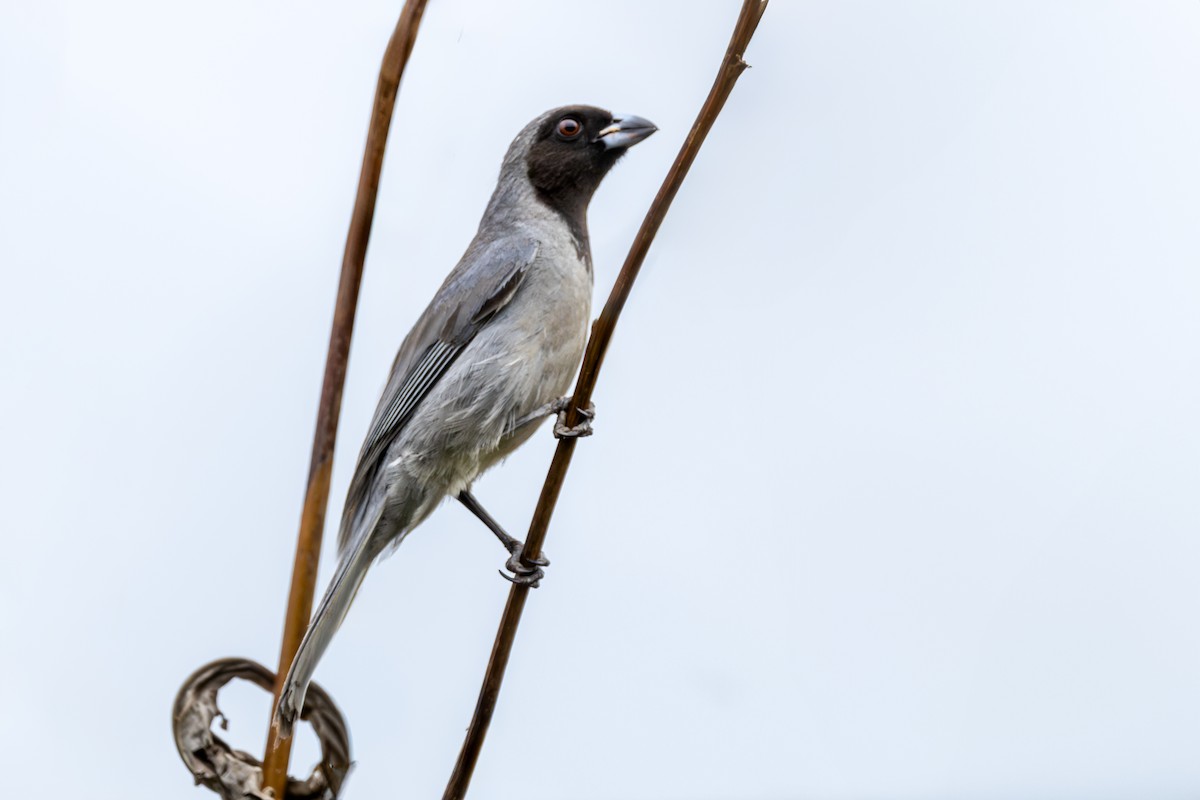 Чернолицая танагра - ML643761638