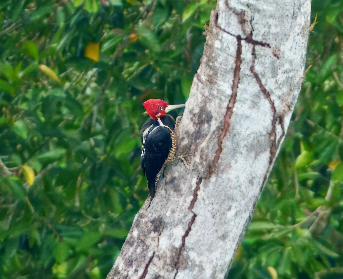 Crimson-crested Woodpecker - ML643761643