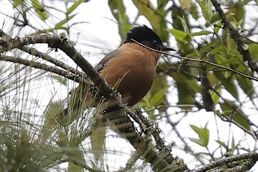 Rufous Sibia - ML643761652