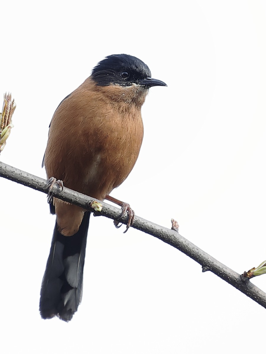 Rufous Sibia - ML643761653
