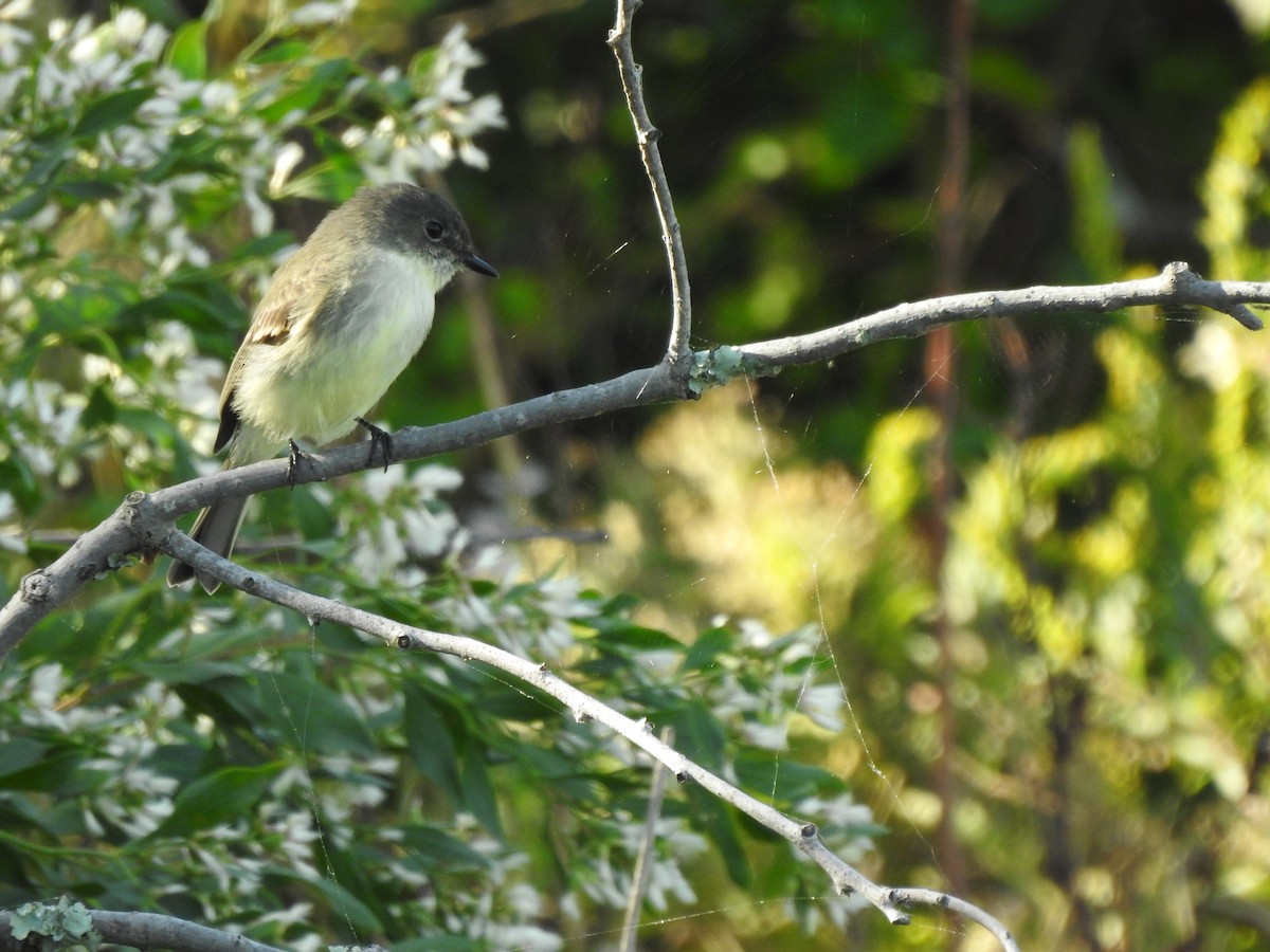 Eastern Phoebe - ML643761661