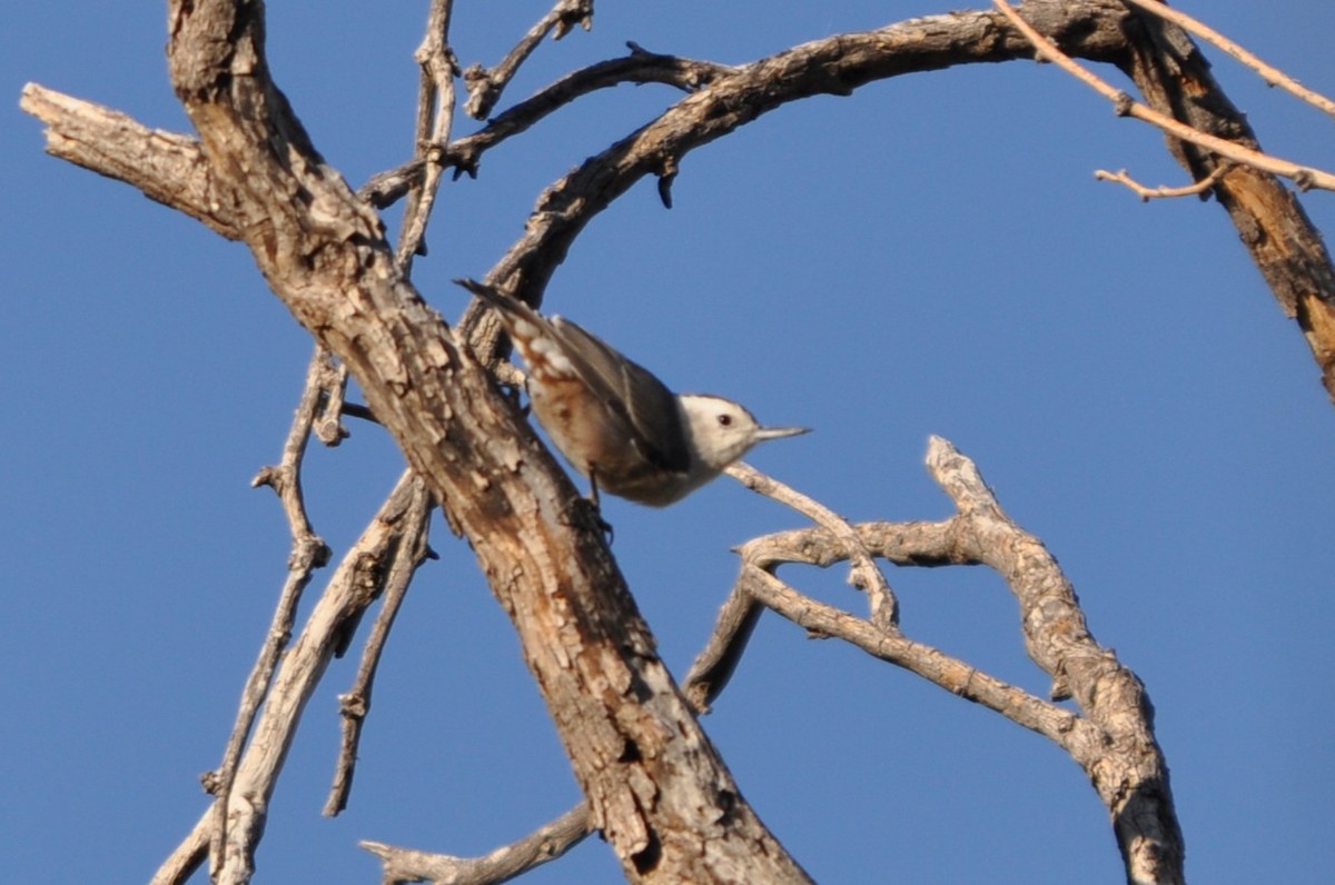 White-breasted Nuthatch - ML643761675