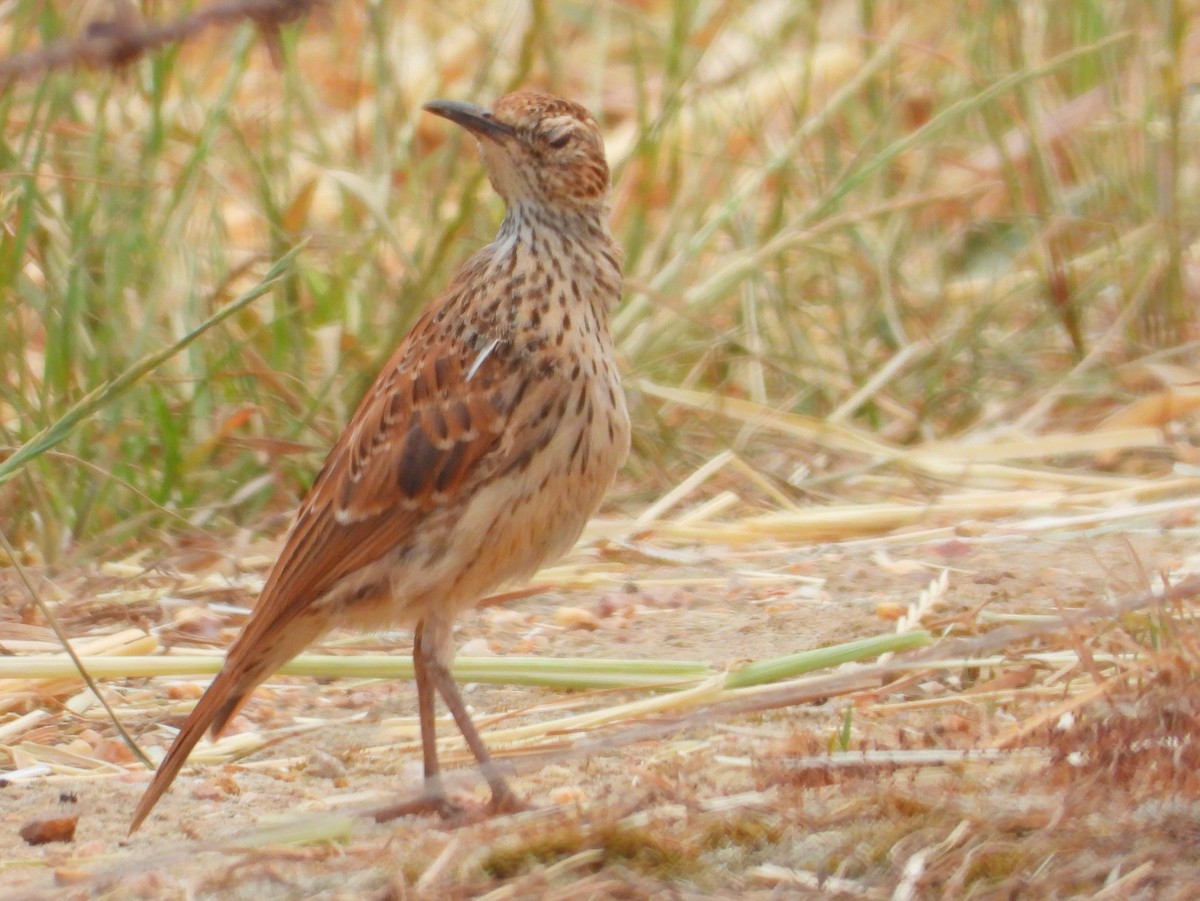 Cape Long-billed Lark (Cape) - ML643761680