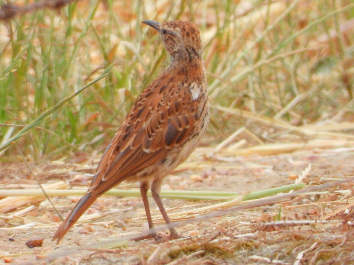 Cape Long-billed Lark (Cape) - ML643761685