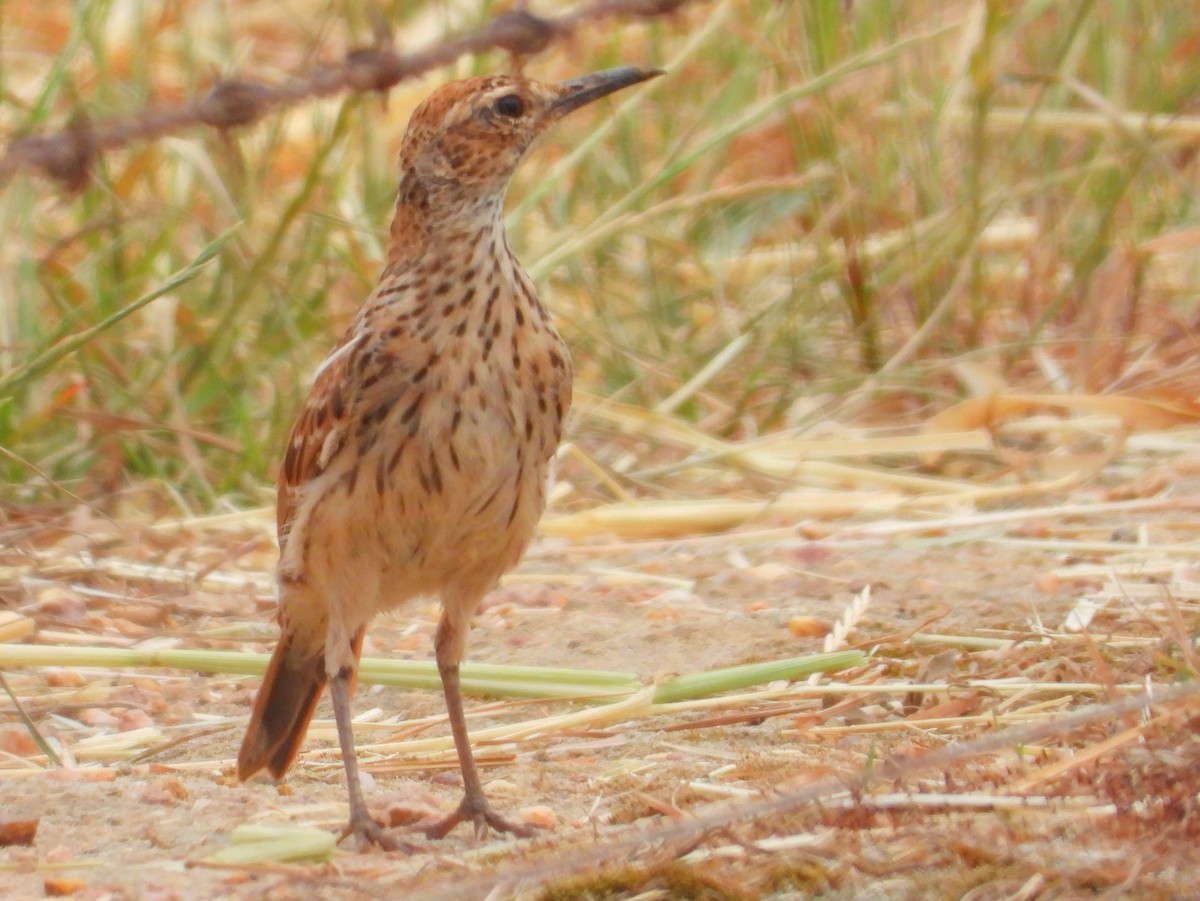 Cape Long-billed Lark (Cape) - ML643761686