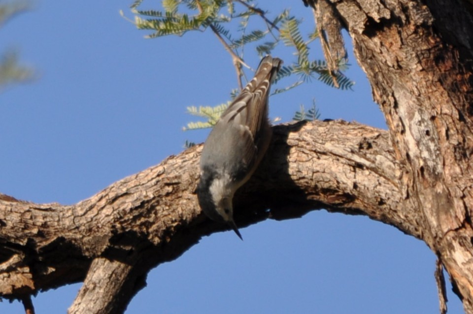 White-breasted Nuthatch - ML643761689