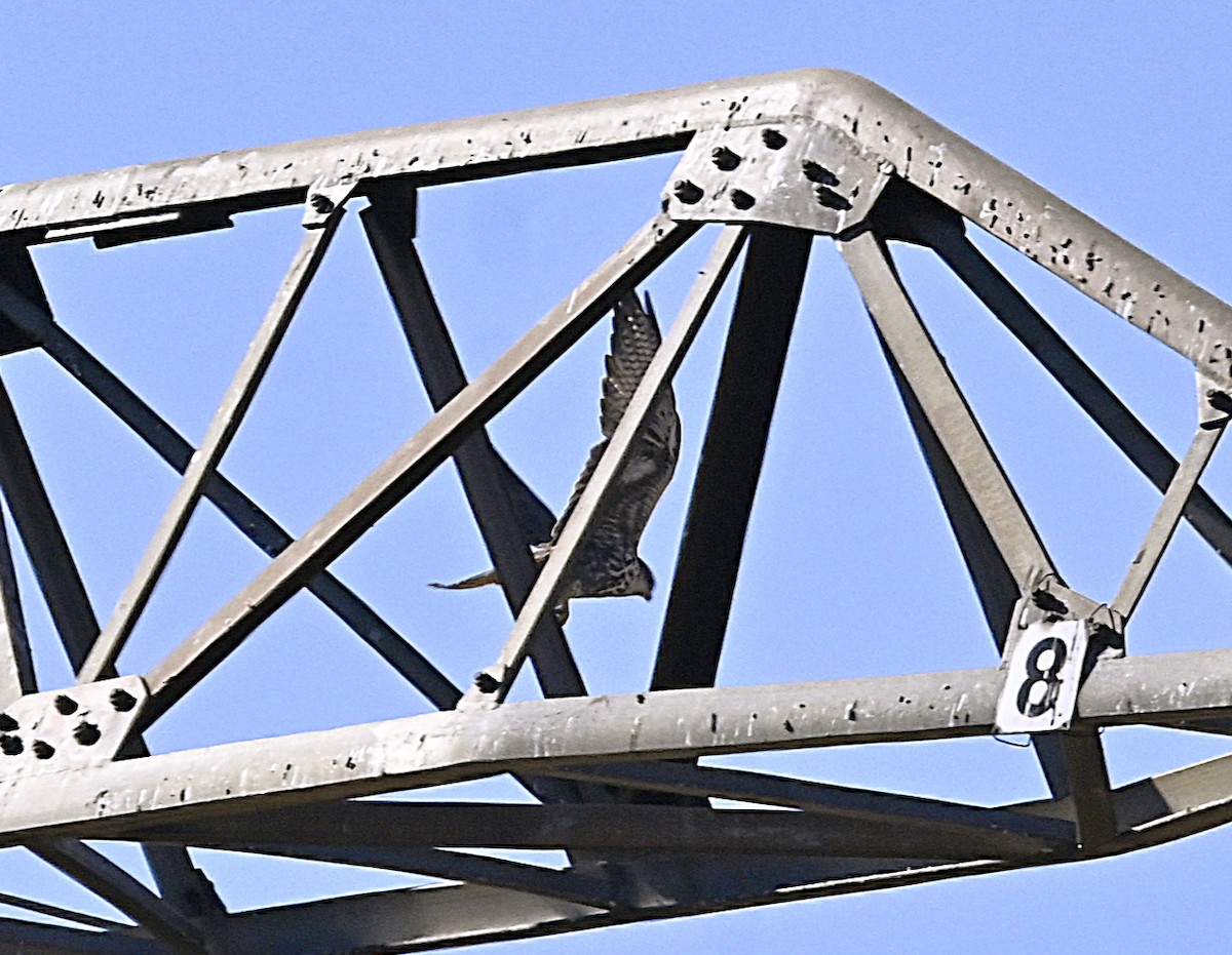 בז ציידים - ML643761693
