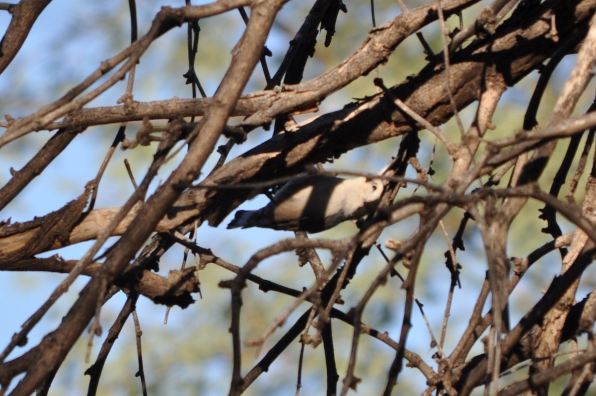 White-breasted Nuthatch - ML643761695
