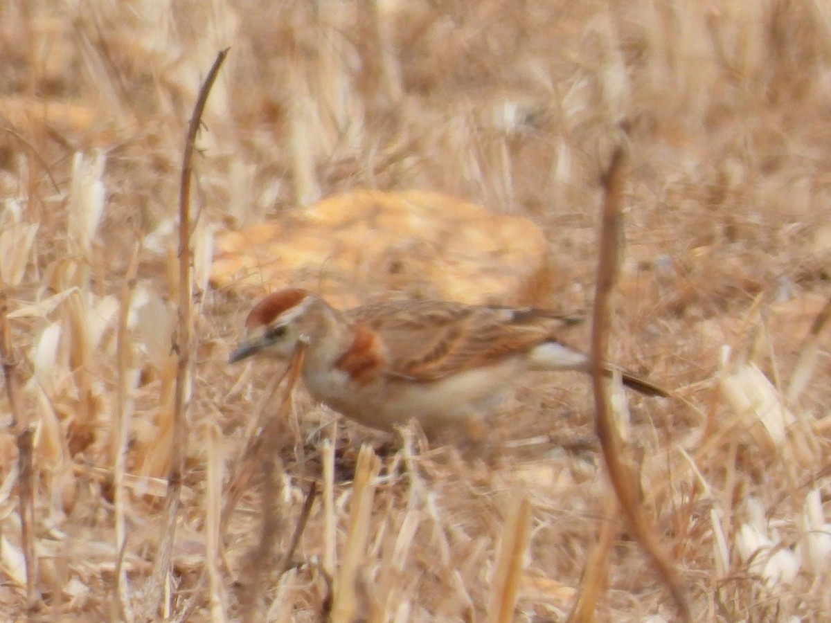 Red-capped Lark - ML643761718