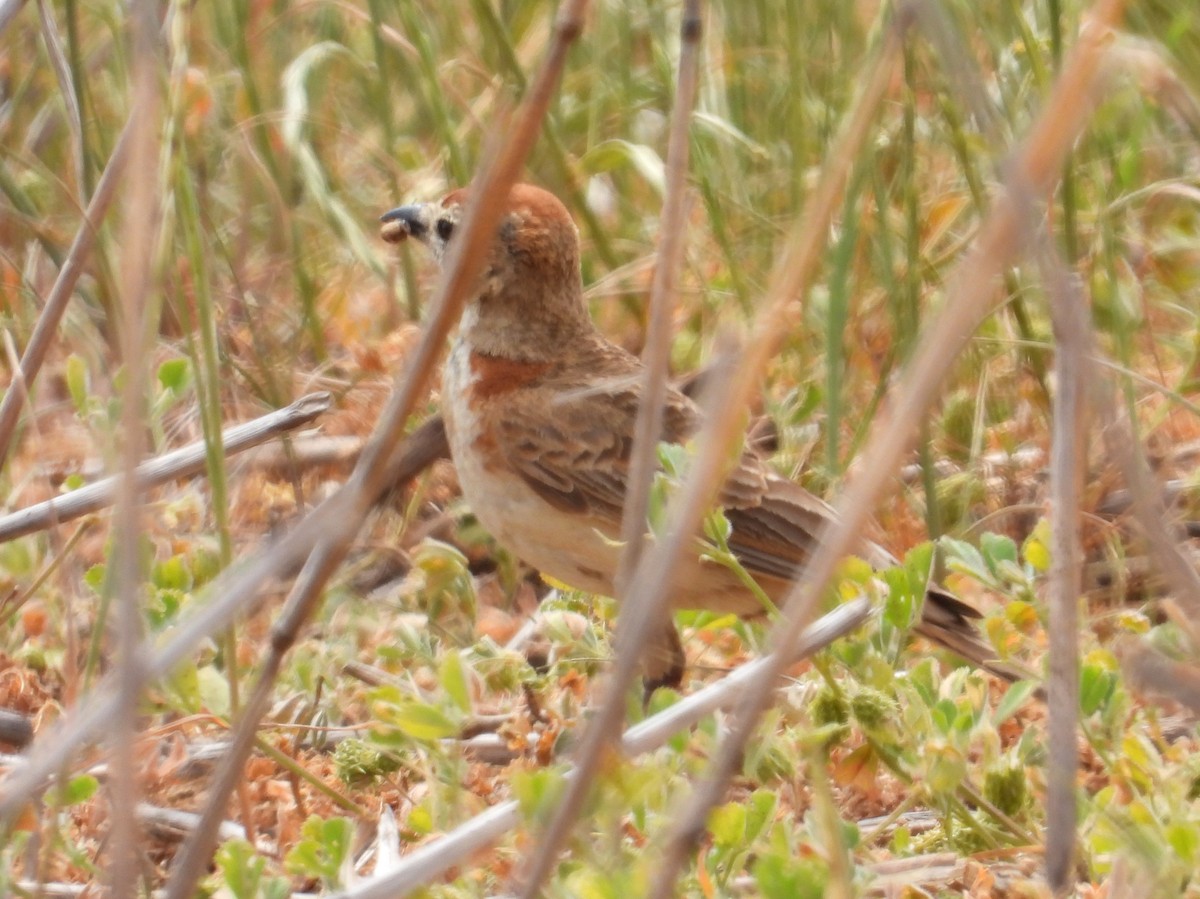 Red-capped Lark - ML643761720