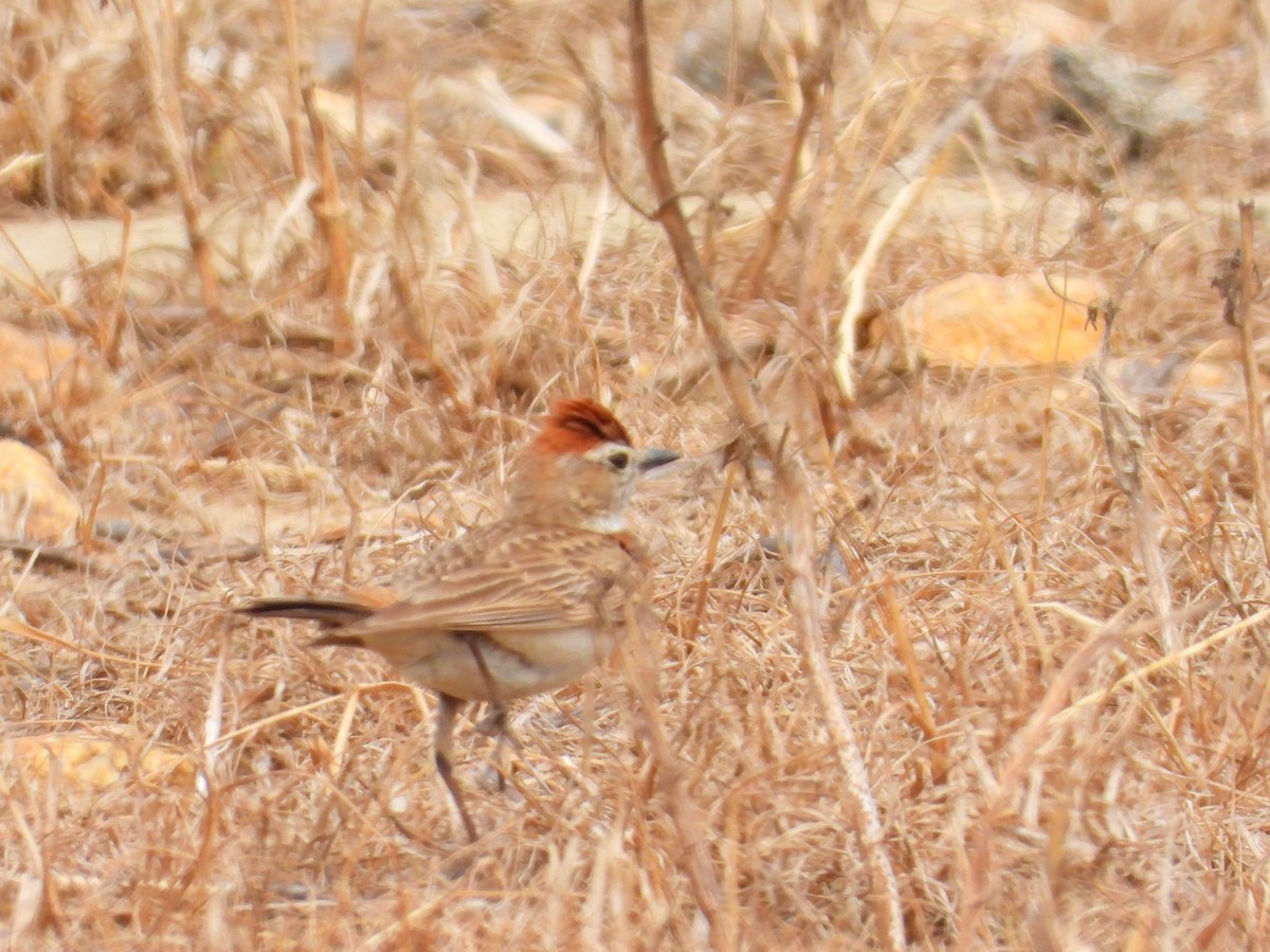 Red-capped Lark - ML643761721