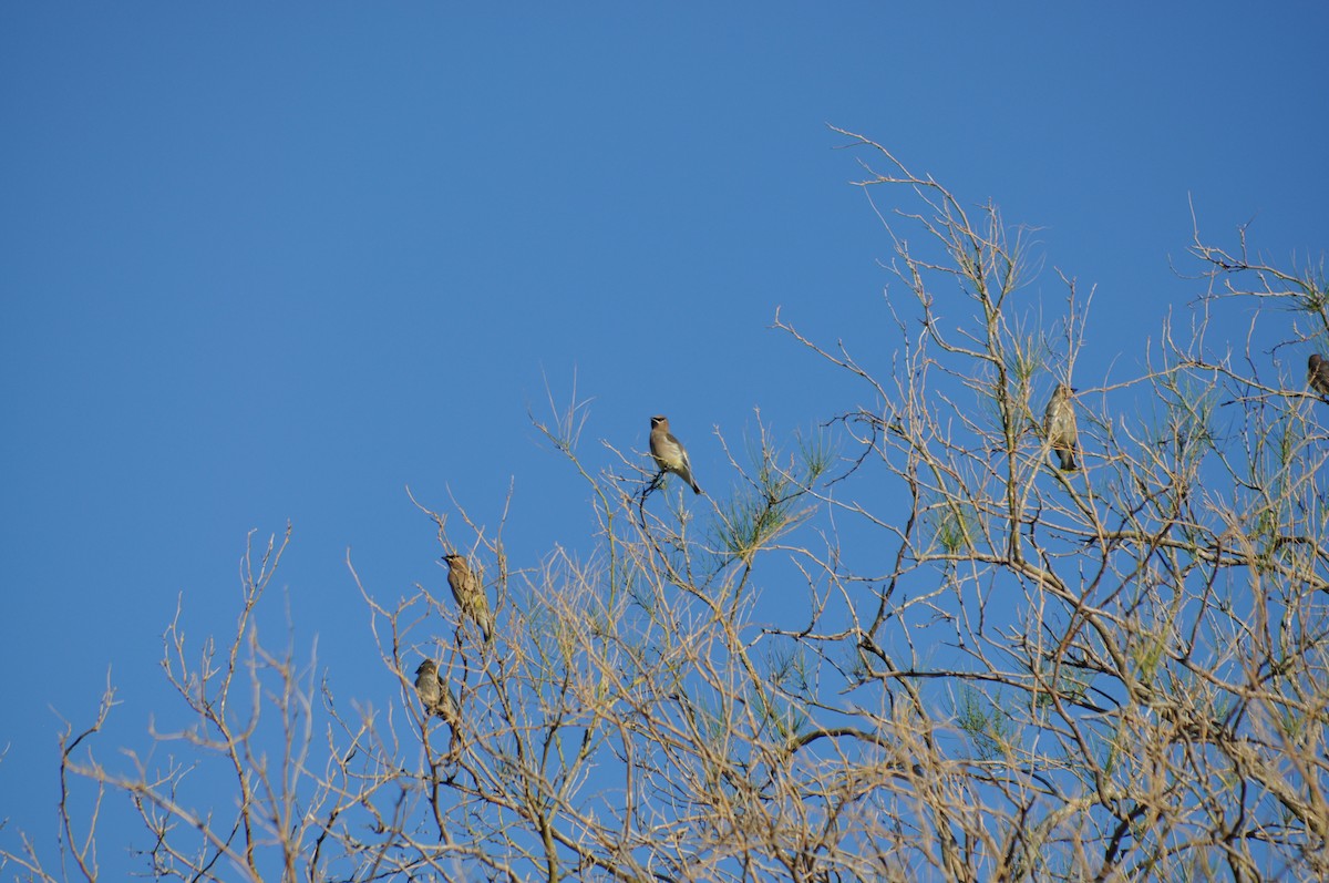 brkoslav americký - ML643761731