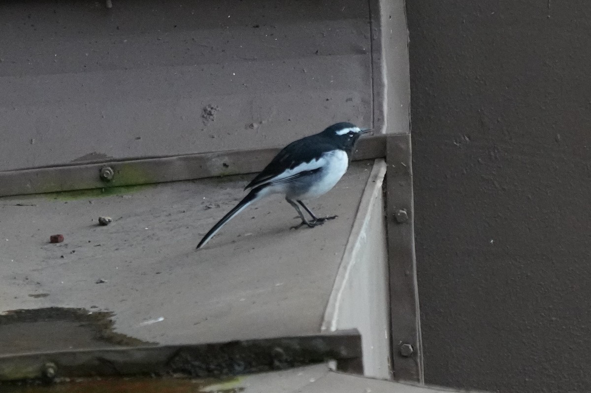White-browed Wagtail - ML643761739