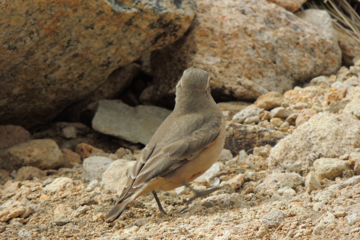 Rufous-banded Miner - ML643761740