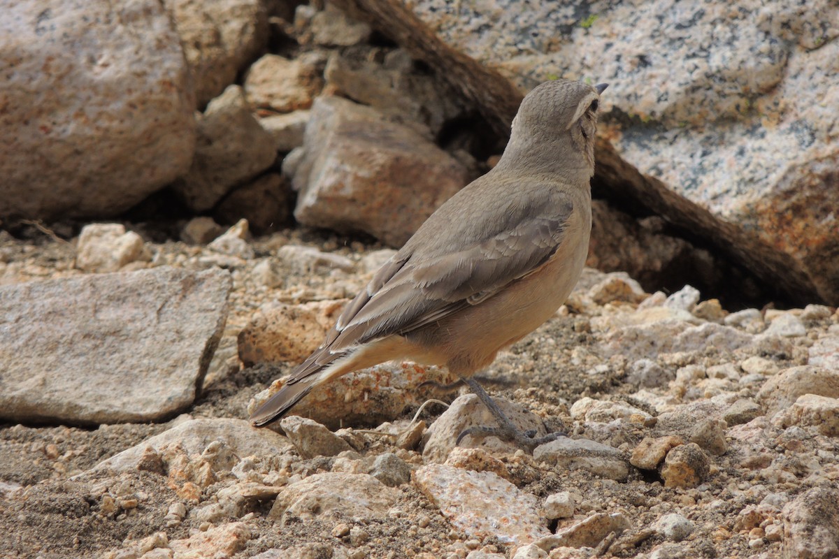 Rufous-banded Miner - ML643761741