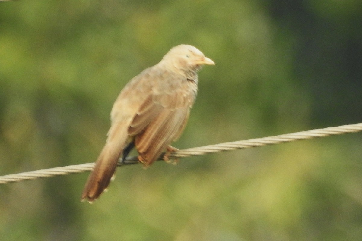 Yellow-billed Babbler - ML643761750