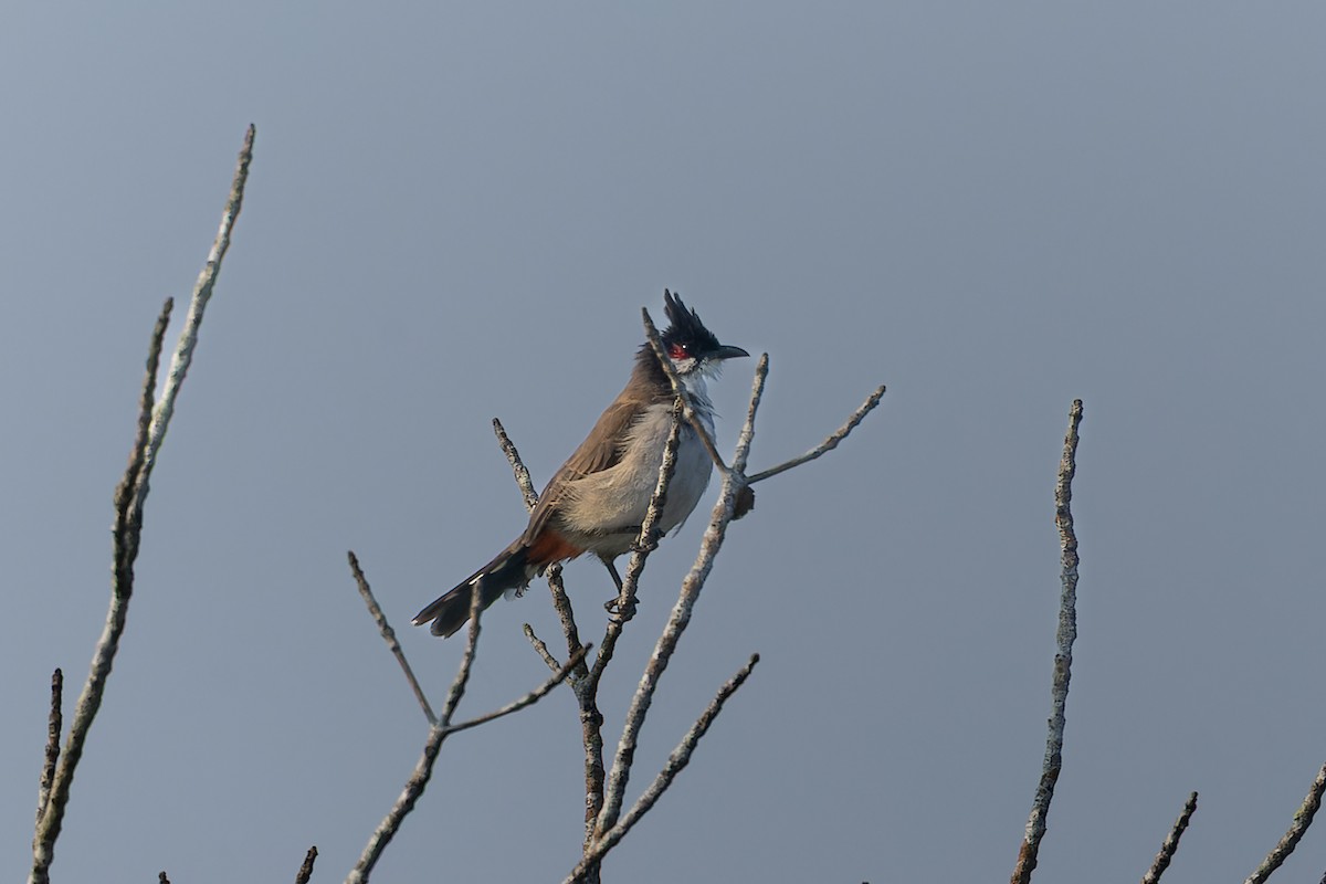Red-whiskered Bulbul - ML643761755